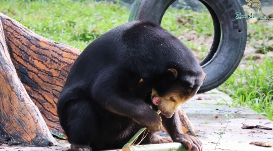 Zoo_Negara（ズーネガラ）で楽しむ1泊2日キャンプ体験